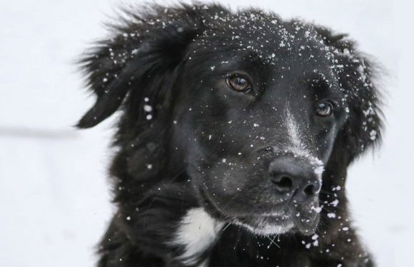 Cet État américain montre l’exemple et condamne ceux qui laissent leur chien dans le froid