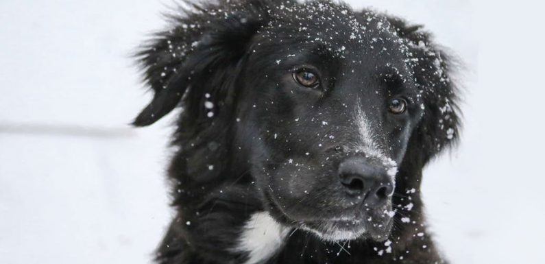 Cet État américain montre l’exemple et condamne ceux qui laissent leur chien dans le froid