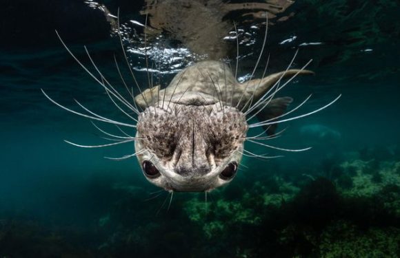 Prize-winning underwater photos will make you want to learn to dive