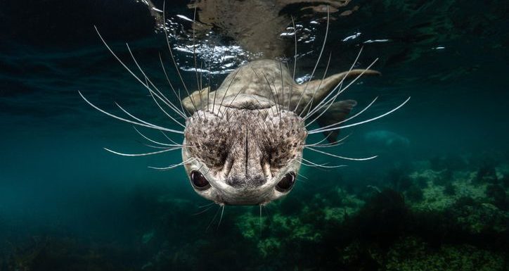 Prize-winning underwater photos will make you want to learn to dive