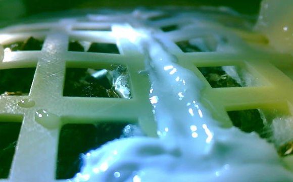 Grande première, des graines ont germé sur la Lune