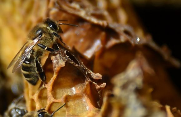 Une école d’apiculture lancée par Arnaud Montebourg ouvre ses portes à Dijon