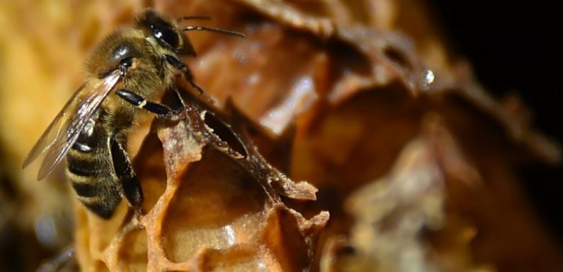 Une école d’apiculture lancée par Arnaud Montebourg ouvre ses portes à Dijon