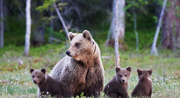 [Infographie] Plus d’un quart de la biodiversité française est menacé
