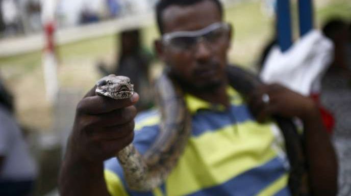 Quand tortues, lions et serpents remplacent chiens et chats domestiques