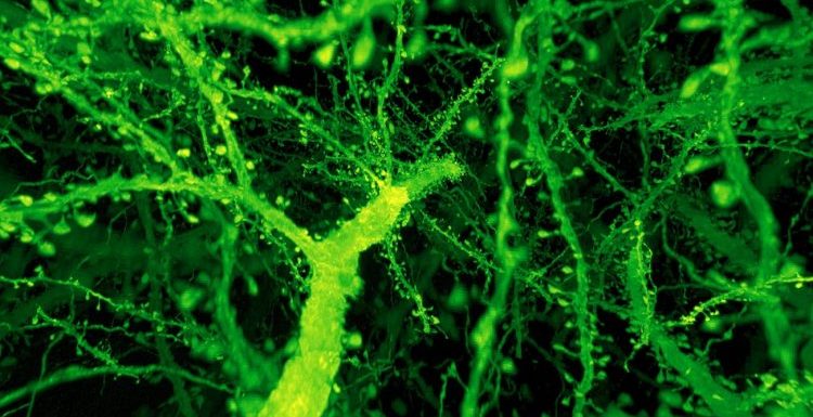Un microscope innovant a capturé des images complexes du cerveau à une vitesse record