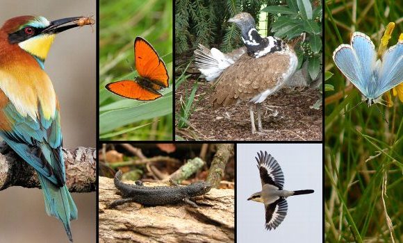 Des espèces animales disparues ou menacées dans le Cher