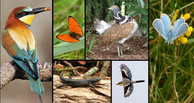 Des espèces animales disparues ou menacées dans le Cher