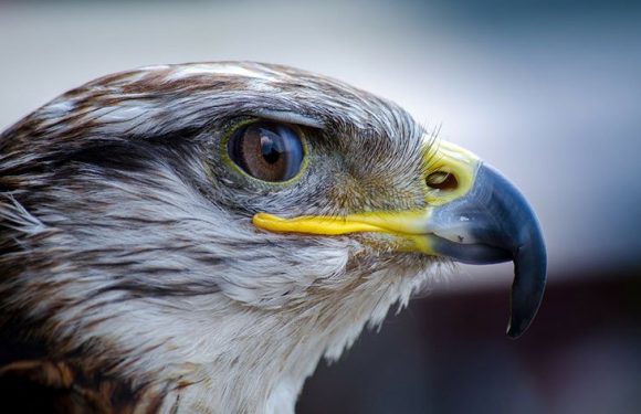 Emprisonnement, torture, incendie… Le faucon ne recule devant rien pour capturer ses proies