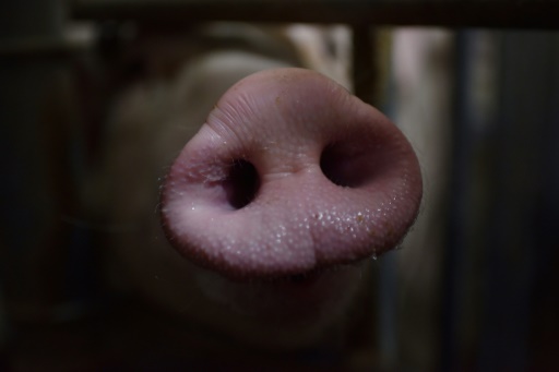 Peste porcine : vigilance renforcée en Belgique non loin de la France