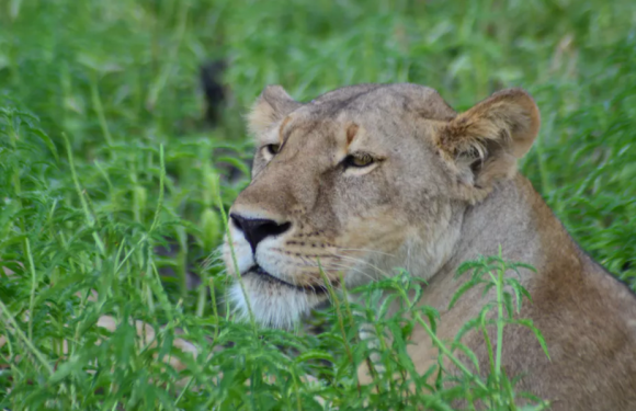 Le commerce florissant des os de lions en Afrique du Sud
