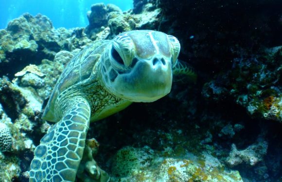Les tortues marines se féminisent avec la hausse des températures. Est-ce grave ?