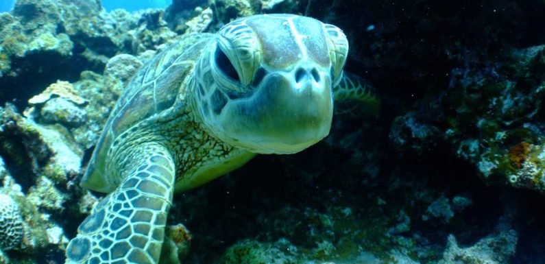 Les tortues marines se féminisent avec la hausse des températures. Est-ce grave ?