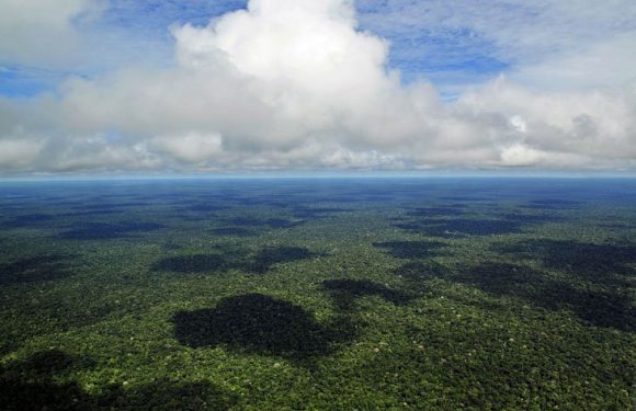 Jugée « non productive », la forêt amazonienne va être dévastée par le Brésil pour être urbanisée
