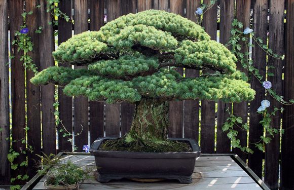 391-Year-Old Bonsai Tree Planted In 1625 Has Survived Hiroshima And Keeps On Growing