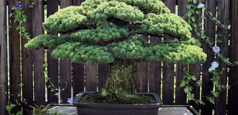 391-Year-Old Bonsai Tree Planted In 1625 Has Survived Hiroshima And Keeps On Growing