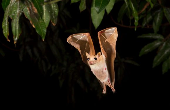 Des chercheurs ont découvert la cause des épidémies du virus Ebola