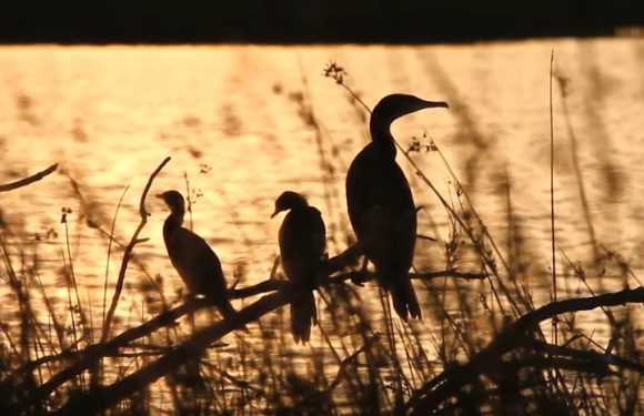 Pays-Bas : cinq nouvelles îles crées pour préserver la biodiversité
