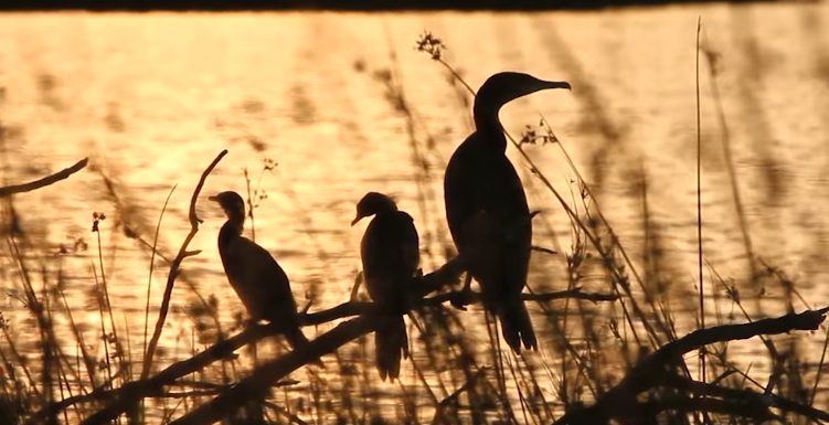 Pays-Bas : cinq nouvelles îles crées pour préserver la biodiversité