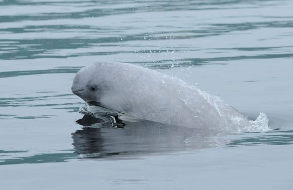 Le béluga est officiellement désigné «en voie de disparition»