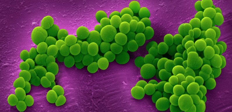 Bactéries résistantes aux antibiotiques : un impact en hausse en Europe