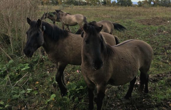 Réserve naturelle de l’Île du Rhin, comment la biodiversité retrouve ses droits depuis quelques années