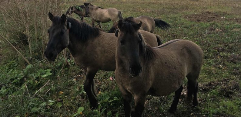 Réserve naturelle de l’Île du Rhin, comment la biodiversité retrouve ses droits depuis quelques années