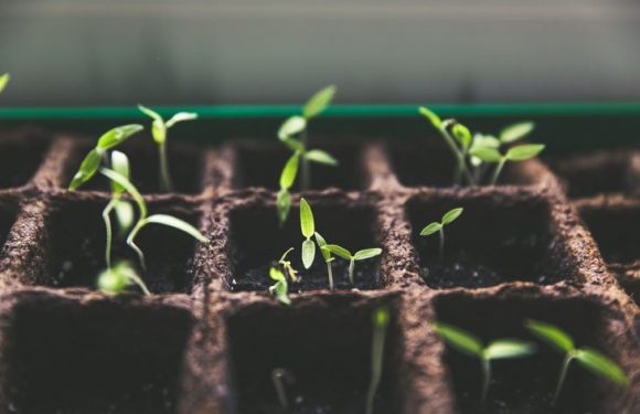La famille, c’est sacré… même chez les plantes !