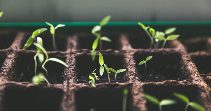 La famille, c’est sacré… même chez les plantes !