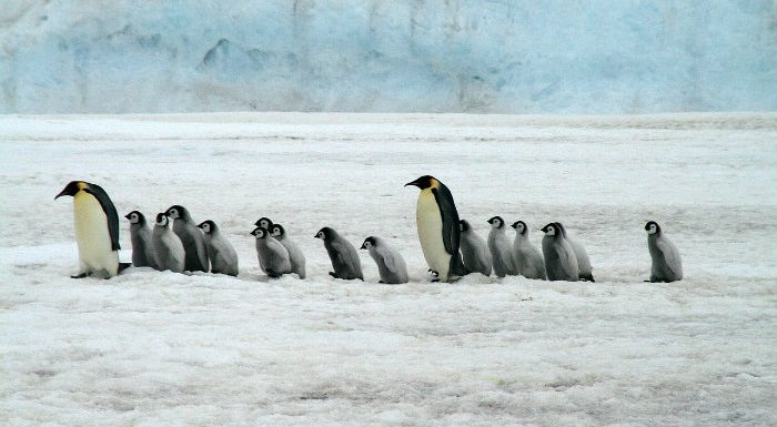 [Le chiffre] La fonte des glaces dans l’Antarctique est six fois plus rapide qu’il y a quarante ans