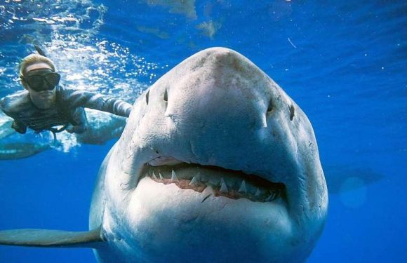 Vidéos. Des plongeurs se filment avec l’un des plus gros requins blancs jamais signalés