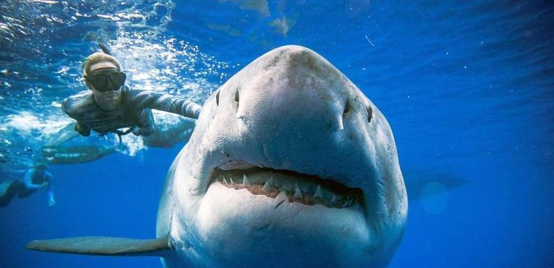 Vidéos. Des plongeurs se filment avec l’un des plus gros requins blancs jamais signalés