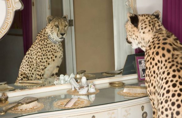 Le succès des guépards comme animal de compagnie menace l&rsquo;avenir de l&rsquo;espèce
