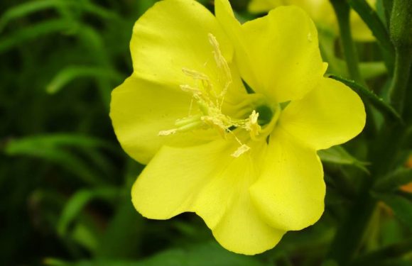 Les fleurs entendent et émettent des sons pour améliorer leur pollinisation