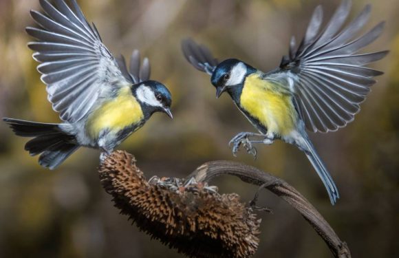 Les mésanges deviennent de plus en plus agressives à cause du réchauffement climatique