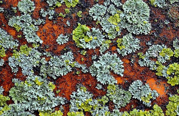 Les lichens, ces organismes hors du commun qui nous aident à combattre la pollution de l’air