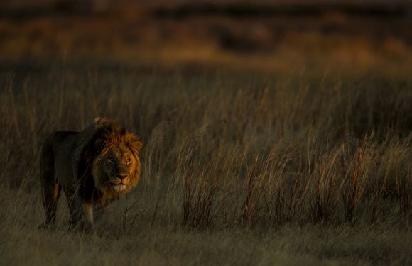 Autrefois chassés, les lions prospèrent à nouveau dans la réserve de Selinda
