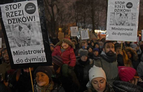 Manifestation pour dénoncer le « massacre » des sangliers en Pologne