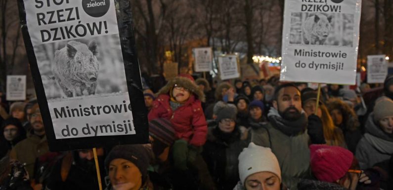 Manifestation pour dénoncer le « massacre » des sangliers en Pologne