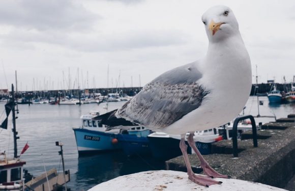 La surpêche affame les oiseaux marins : 70 % d’entre eux ont disparu en seulement 60 ans