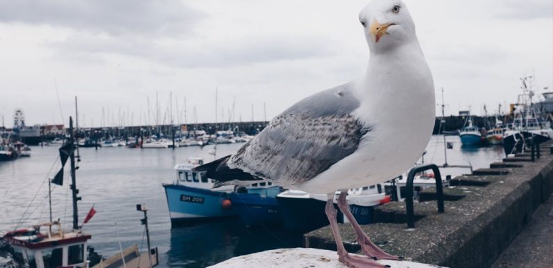 La surpêche affame les oiseaux marins : 70 % d’entre eux ont disparu en seulement 60 ans