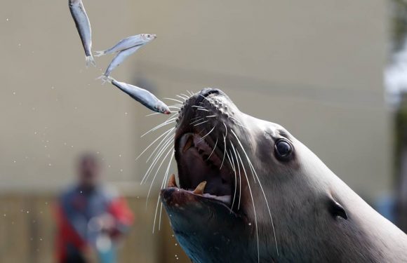 Oregon: des otaries trop gourmandes euthanasiées pour sauver une truite menacée