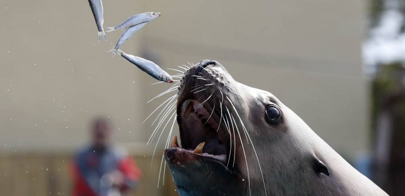 Oregon: des otaries trop gourmandes euthanasiées pour sauver une truite menacée