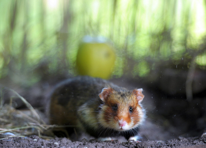 NATURE France : 21 animaux que vous connaissez bien et qui sont menacés