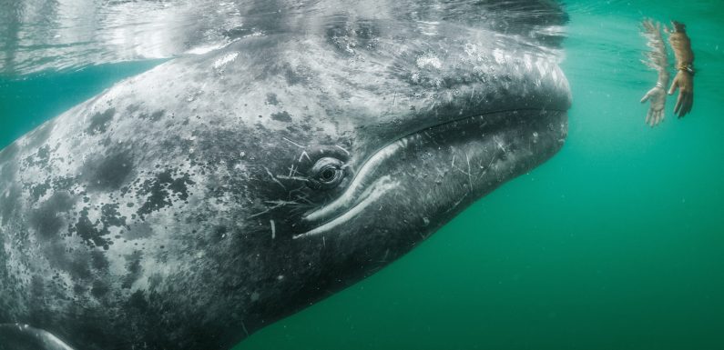 Au Mexique, des micro-réserves pour repeupler l’océan