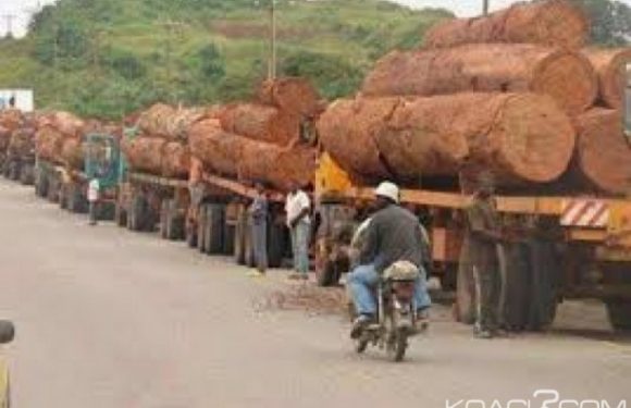 Cameroun : L&rsquo;exploitation illégale du bois décriée à l&rsquo;Est et au Sud du pays