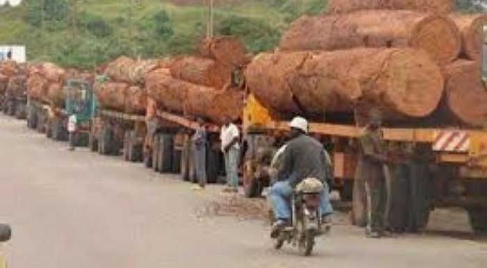 Cameroun : L’exploitation illégale du bois décriée à l’Est et au Sud du pays