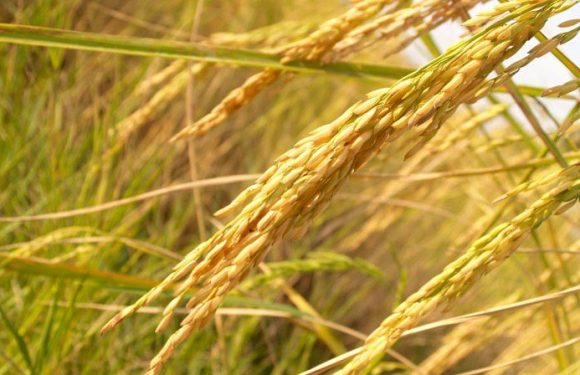 La fin des famines ? Des chercheurs créent un « riz infini » modifié qui ne nécessite qu’une semence