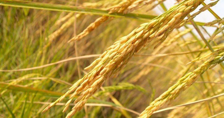 La fin des famines ? Des chercheurs créent un « riz infini » modifié qui ne nécessite qu’une semence