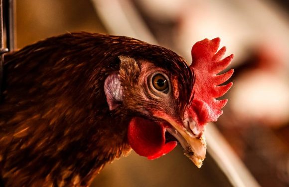 Des chercheurs ont produit des œufs de poules génétiquement modifiées qui soignent le cancer